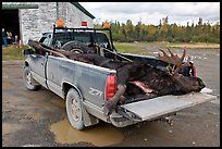 Truck with harvested moose, Kokadjo. Maine, USA