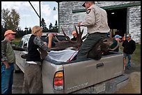 Inspectors recording antler length of killed moose, Kokadjo. Maine, USA