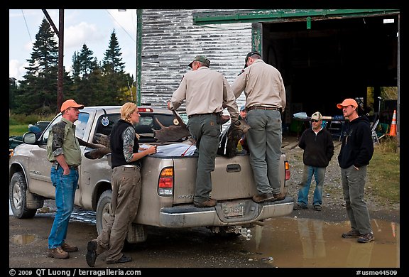 Game wardens check antler length of killed moose, Kokadjo. Maine, USA