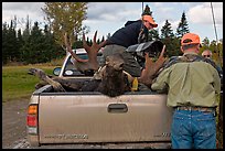 Hunters and tagged moose in back of truck, Kokadjo. Maine, USA