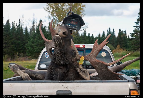 Moose with kill tag in back of truck being lifted, Kokadjo. Maine, USA