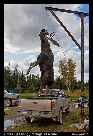 Huge moose lifted from truck for weighting, Kokadjo. Maine, USA