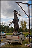 Huge moose lifted from truck for weighting, Kokadjo. Maine, USA