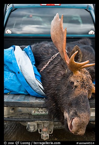 Large dead moose in back of truck, Kokadjo. Maine, USA (color)