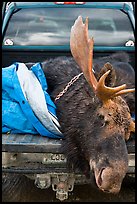 Large dead moose in back of truck, Kokadjo. Maine, USA