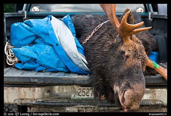 Large killed moose in back of truck, Kokadjo. Maine, USA