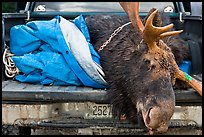 Large killed moose in back of truck, Kokadjo. Maine, USA