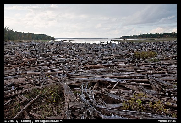 Dead trees on the shore of Chesunkunk Lake. Maine, USA