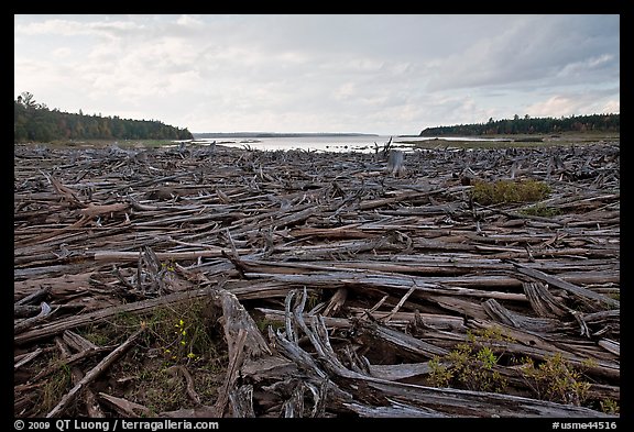 Dead trees on the shore of Chesunkunk Lake. Maine, USA