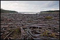 Dead trees on the shore of Chesunkunk Lake. Maine, USA