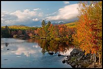 Trees in fall foliage reflected in wide  Penobscot River. Maine, USA