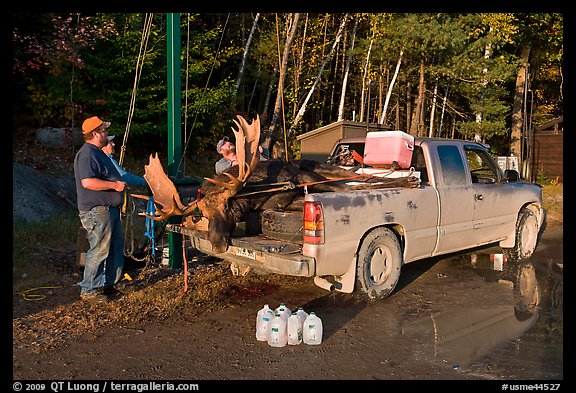 Hunters with moose in back of truck. Maine, USA