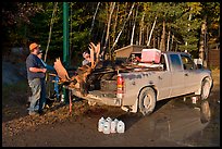 Hunters with moose in back of truck. Maine, USA