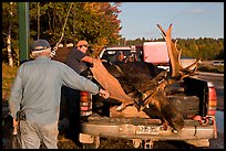 Hunters preparing to weight taken moose. Maine, USA