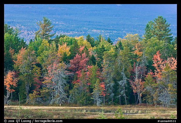 Trees in fall foliage and Katahdin slopes. Maine, USA (color)