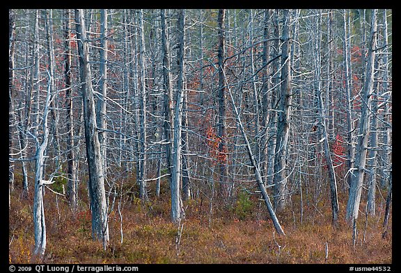 Dense forest of dead standing trees. Maine, USA