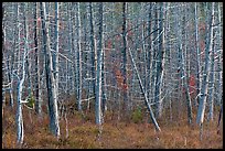 Dense forest of dead standing trees. Maine, USA