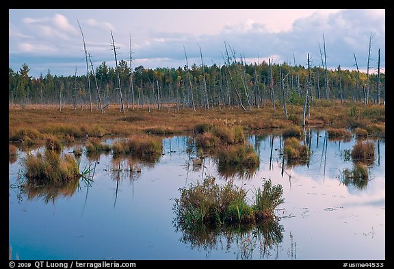 Pond and trees at dusk, Golden Road. Maine, USA