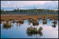 Pond and trees at dusk, Golden Road. Maine, USA (color)