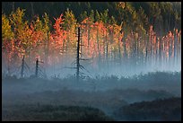 Tree skeletons, forest in fall foliage, and fog. Maine, USA