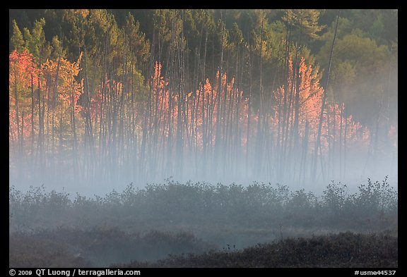 Earning morning fog and forest in autumn. Maine, USA