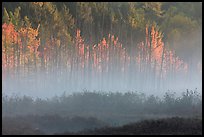 Earning morning fog and forest in autumn. Maine, USA (color)