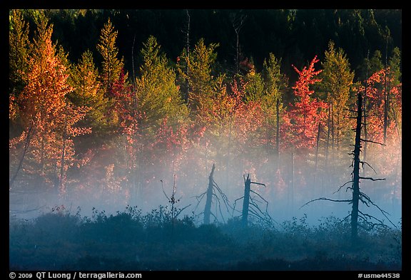 Tree skeletons, fog, and trees in autumn foliage. Maine, USA
