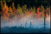 Tree skeletons, fog, and trees in autumn foliage. Maine, USA