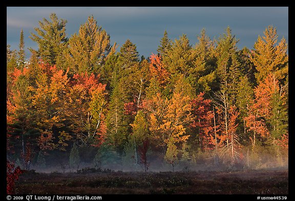 Forest with low layer of fog, morning autumn. Maine, USA