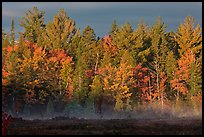 Forest with low layer of fog, morning autumn. Maine, USA