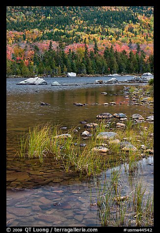 Reeds and mountain slope, Sandy Stream Pond. Baxter State Park, Maine, USA (color)