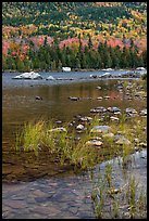 Reeds and mountain slope, Sandy Stream Pond. Baxter State Park, Maine, USA (color)