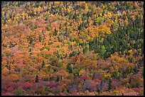 Evergreens and deciduous trees mixed on mountain slope in autumn. Baxter State Park, Maine, USA ( color)
