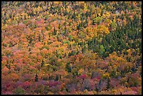 Evergreens and deciduous trees mixed on mountain slope in autumn. Baxter State Park, Maine, USA