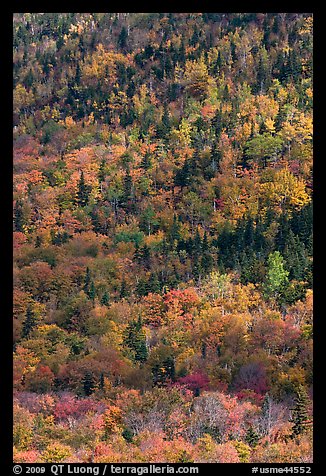 Mix of evergreens and trees in autumn foliage on slope. Baxter State Park, Maine, USA (color)