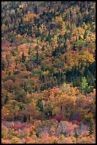 Mix of evergreens and trees in autumn foliage on slope. Baxter State Park, Maine, USA