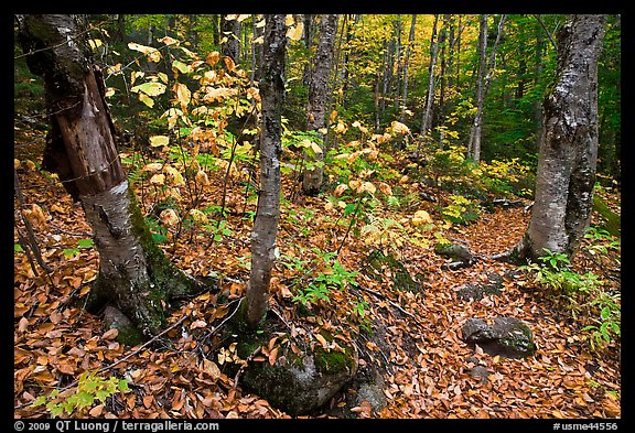 Forest and undergrowth in autumn. Baxter State Park, Maine, USA (color)