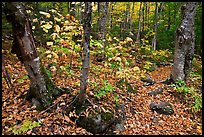 Forest and undergrowth in autumn. Baxter State Park, Maine, USA