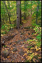 Trail in autumn forest. Baxter State Park, Maine, USA (color)