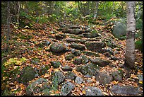 Trail ascending in forest over stones. Baxter State Park, Maine, USA