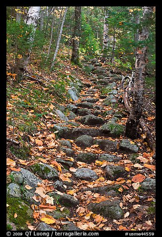 Steep trail paved irregularly with stones. Baxter State Park, Maine, USA (color)