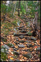 Steep trail paved irregularly with stones. Baxter State Park, Maine, USA ( color)