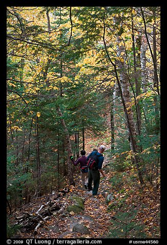 Hikers descend steep trail in forest. Baxter State Park, Maine, USA (color)