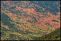 Katahdin mountain slopes colored with fall foliage. Baxter State Park, Maine, USA