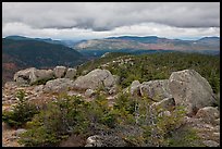 Evergreens and boulders on summit of South Turner Mountain. Baxter State Park, Maine, USA (color)