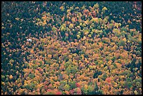 Floatplane flying against slope with trees in fall foliage. Baxter State Park, Maine, USA