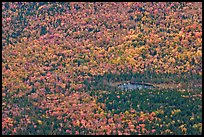 Aerial view of pond and trees in fall foliage. Baxter State Park, Maine, USA ( color)