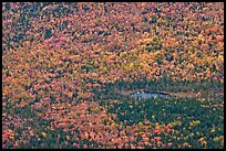 Aerial view of pond and trees in fall foliage. Baxter State Park, Maine, USA