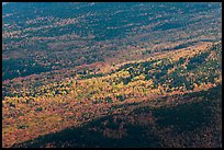 Spotlight highlight trees in fall colors. Baxter State Park, Maine, USA ( color)