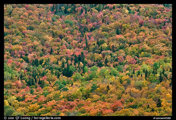 Tree canopy in the fall seen from above. Baxter State Park, Maine, USA (color)